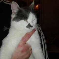 Подробнее об объявлении «Лобня Найден кот подросток» Фото: найдена кошка  «Лобня Найден кот подросток» в г. Лобня