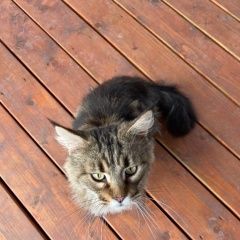 Подробнее об объявлении «Найдена кошка Звенигород» Фото: найдена кошка  «Найдена кошка Звенигород» в г. Звенигород