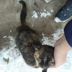 Подробнее об объявлении «Найдена кошка в селе чесноковка Уфа» Фото: найдена кошка  «Найдена кошка в селе чесноковка Уфа» в г. Уфа