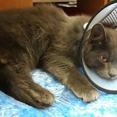 Подробнее об объявлении «Найден кот Чебоксары» Фото: найдена кошка  «Найден кот Чебоксары» в г. Чебоксары