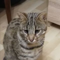 Подробнее об объявлении «Москва Найдена кошка» Фото: найдена кошка Бенгальская «Москва Найдена кошка» в г. Москва