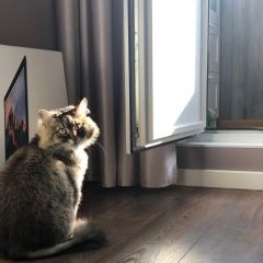 Подробнее об объявлении «Лобня Найден кот ищем новых хозяев для кота» Фото: найдена кошка  «Лобня Найден кот ищем новых хозяев для кота» в г. Лобня