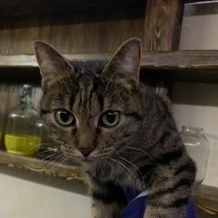 Подробнее об объявлении «Москва Найдена кошка в ново переделкино» Фото: найдена кошка  «Москва Найдена кошка в ново переделкино» в г. Москва