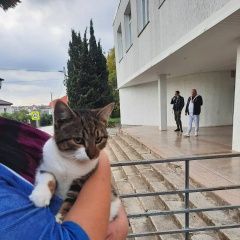 Подробнее об объявлении «Севастополь Найдена кошка.» Фото: найдена кошка  «Севастополь Найдена кошка.» в г. Севастополь