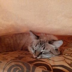 Подробнее об объявлении «Иваново Найден кот в нежданово» Фото: найдена кошка  «Иваново Найден кот в нежданово» в г. Иваново
