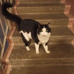 Подробнее об объявлении «Найдена кошка жел-дор новая 40 ч/б кошка зеленые глаза Балашиха» Фото: найдена кошка  «Найдена кошка жел-дор новая 40 ч/б кошка...» в г. Балашиха