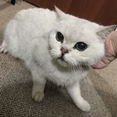 Подробнее об объявлении «Найдена кошка Анапа» Фото: найдена кошка  «Найдена кошка Анапа» в г. Анапа
