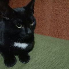 Подробнее об объявлении «Екатеринбург Найден кот» Фото: найдена кошка  «Екатеринбург Найден кот» в г. Екатеринбург