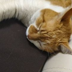 Подробнее об объявлении «Екатеринбург Найден кот рыжий кот» Фото: найдена кошка  «Екатеринбург Найден кот рыжий кот» в г. Екатеринбург