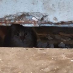 Подробнее об объявлении «Москва Найдена кошка» Фото: найдена кошка  «Москва Найдена кошка» в г. Москва
