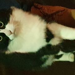 Подробнее об объявлении «Жуковский Найден кот ( может и кошка)» Фото: найдена кошка  «Жуковский Найден кот ( может и кошка)» в г. Жуковский