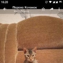 Подробнее об объявлении «Москва Найден кот срочно нужен дом» Фото: найдена кошка  «Москва Найден кот срочно нужен дом» в г. Москва