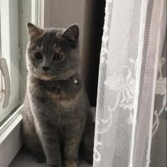 Подробнее об объявлении «Москва Найдена кошка южное бутово» Фото: найдена кошка  «Москва Найдена кошка южное бутово» в г. Москва