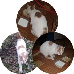 Подробнее об объявлении «Найден кот Электросталь» Фото: найдена кошка  «Найден кот Электросталь» в г. Электросталь