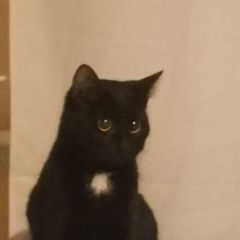 Подробнее об объявлении «Химки Найдена кошка мкр. новогорск.» Фото: найдена кошка  «Химки Найдена кошка мкр. новогорск.» в г. Химки