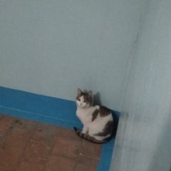 Подробнее об объявлении «Набережные Челны Найдена кошка /кот. возможно домашняя. нг» Фото: найдена кошка  «Набережные Челны Найдена кошка /кот. возможно...» в г. Набережные Челны
