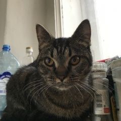 Подробнее об объявлении «Санкт-Петербург Найдена кошка в петроградском районе.» Фото: найдена кошка  «Санкт-Петербург Найдена кошка в петроградском...» в г. Санкт-Петербург