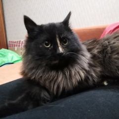 Подробнее об объявлении «Найдена кошка Нижний Новгород» Фото: найдена кошка  «Найдена кошка Нижний Новгород» в г. Нижний Новгород