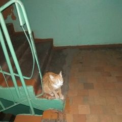 Подробнее об объявлении «Канск Найдена кошка» Фото: найдена кошка  «Канск Найдена кошка» в г. Канск