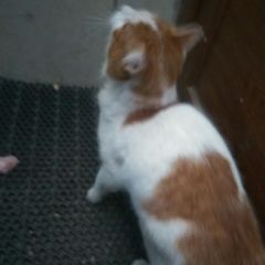 Подробнее об объявлении «Санкт-Петербург Найден кот бело-рыжий кот на садовой» Фото: найдена кошка  «Санкт-Петербург Найден кот бело-рыжий кот на...» в г. Санкт-Петербург