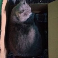 Подробнее об объявлении «Санкт-Петербург Найден кот британец» Фото: найдена кошка Британская короткошерстная «Санкт-Петербург Найден кот британец» в г. Санкт-Петербург