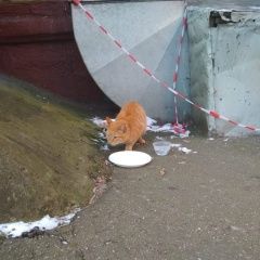 Подробнее об объявлении «Москва Найдена кошка» Фото: найдена кошка  «Москва Найдена кошка» в г. Москва