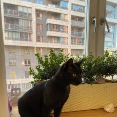 Подробнее об объявлении «Москва Найден кот, проспект маршала жукова» Фото: найдена кошка  «Москва Найден кот, проспект маршала жукова» в г. Москва