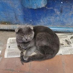 Подробнее об объявлении «Найден кот Ростов-на-Дону» Фото: найдена кошка  «Найден кот Ростов-на-Дону» в г. Ростов-на-Дону