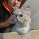 Подробнее об объявлении «Москва Найдена кошка /кот перово» Фото: найдена кошка  «Москва Найдена кошка /кот перово» в г. Москва