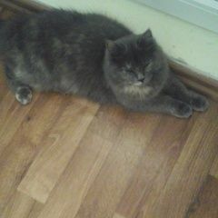 Подробнее об объявлении «Найдена кошка вчера вечером Новороссийск» Фото: найдена кошка  «Найдена кошка вчера вечером Новороссийск» в г. Новороссийск