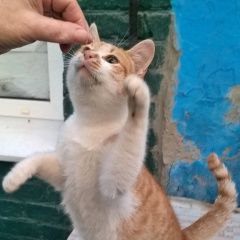 Подробнее об объявлении «Найден котик Ростов-на-Дону» Фото: найдена кошка  «Найден котик Ростов-на-Дону» в г. Ростов-на-Дону
