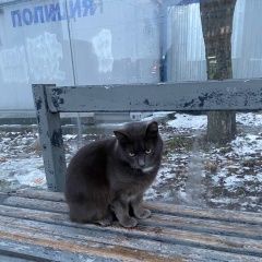 Подробнее об объявлении «Санкт-Петербург Найдена кошка» Фото: найдена кошка  «Санкт-Петербург Найдена кошка» в г. Санкт-Петербург