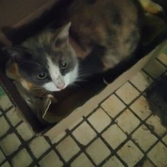 Подробнее об объявлении «Набережные Челны Найдена кошка отзовитесь, кто потерял» Фото: найдена кошка  «Набережные Челны Найдена кошка отзовитесь, кто...» в г. Набережные Челны