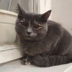 Подробнее об объявлении «Москва Найдена кошка дымчатая кошка» Фото: найдена кошка  «Москва Найдена кошка дымчатая кошка» в г. Москва