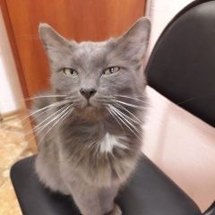 Подробнее об объявлении «Найден кот Кондрово» Фото: найдена кошка  «Найден кот Кондрово» в г. Кондрово