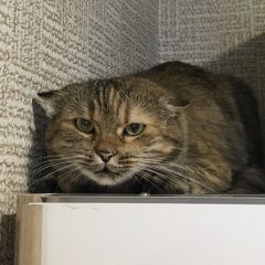 Подробнее об объявлении «Майкоп (Адыгея) Найдена кошка кот (или кошка) в новой адыгее» Фото: найдена кошка  «Майкоп (Адыгея) Найдена кошка кот (или кошка) в...» в г. Майкоп (Адыгея)