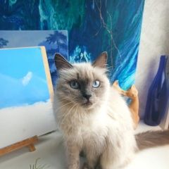 Подробнее об объявлении «Краснодар Найдена кошка кошечка невская маскарадная» Фото: найдена кошка Невская маскарадная «Краснодар Найдена кошка кошечка невская...» в г. Краснодар