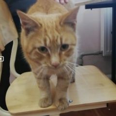 Подробнее об объявлении «Найден кот Анапа» Фото: найдена кошка  «Найден кот Анапа» в г. Анапа