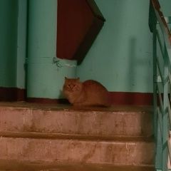 Подробнее об объявлении «Коломна Найдена кошка» Фото: найдена кошка  «Коломна Найдена кошка» в г. Коломна