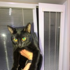 Подробнее об объявлении «Найдена кошка срочно ищет дом Смоленск» Фото: найдена кошка  «Найдена кошка срочно ищет дом Смоленск» в г. Смоленск