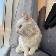 Подробнее об объявлении «Найдена кошка Сочи» Фото: найдена кошка  «Найдена кошка Сочи» в г. Сочи