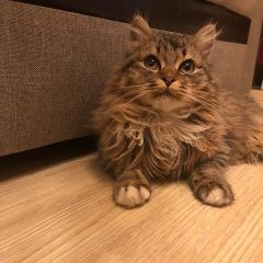 Подробнее об объявлении «Москва Найдена кошка северное измайлово» Фото: найдена кошка Сибирская «Москва Найдена кошка северное измайлово» в г. Москва