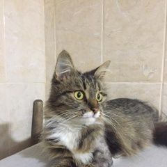 Подробнее об объявлении «Москва Найдена кошка ищем хозяина» Фото: найдена кошка Меконгский бобтейл «Москва Найдена кошка ищем хозяина» в г. Москва