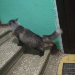 Подробнее об объявлении «Найдена кошка домашняя кошка живёт третий день в подъе Лыткарино» Фото: найдена кошка  «Найдена кошка домашняя кошка живёт третий день...» в г. Лыткарино