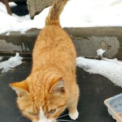 Подробнее об объявлении «Москва Найден кот» Фото: найдена кошка  «Москва Найден кот» в г. Москва
