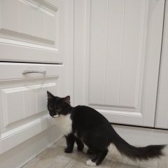 Подробнее об объявлении «Найдена кошка Анапа» Фото: найдена кошка  «Найдена кошка Анапа» в г. Анапа