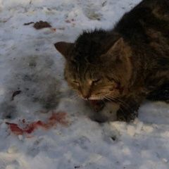 Подробнее об объявлении «Орел Найден кот» Фото: найдена кошка  «Орел Найден кот» в г. Орел