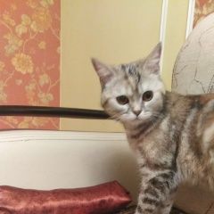 Подробнее об объявлении «Найдена кошка Оренбург» Фото: найдена кошка  «Найдена кошка Оренбург» в г. Оренбург