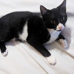 Подробнее об объявлении «Санкт-Петербург Найдена кошка» Фото: найдена кошка  «Санкт-Петербург Найдена кошка» в г. Санкт-Петербург