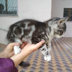 Подробнее об объявлении «Ставрополь Найден кот» Фото: найдена кошка  «Ставрополь Найден кот» в г. Ставрополь